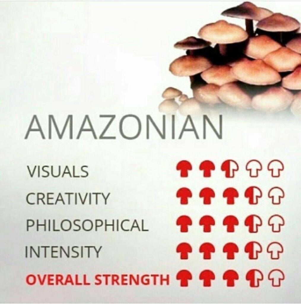AMAZONIAN SHROOM