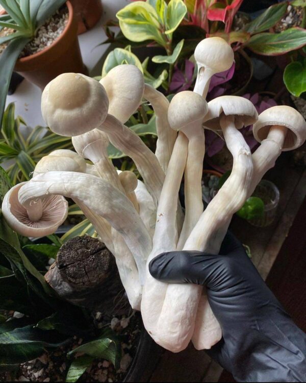 ALBINO A+ SHROOM🍄 - Image 5