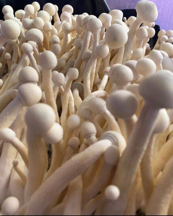 ALBINO A+ SHROOM🍄 - Image 3