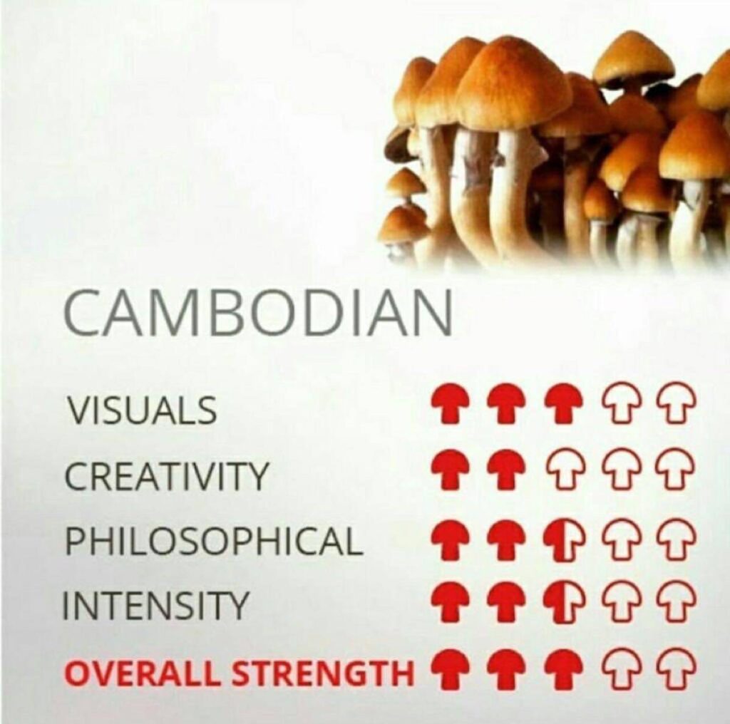 CAMBODIAN SHROOM