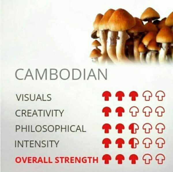 CAMBODIAN SHROOM🍄