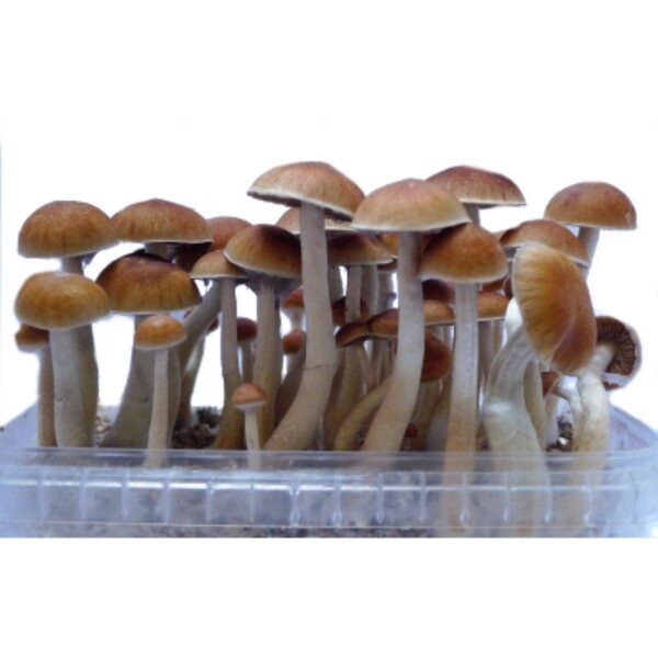 MCKENNAII SHROOM🍄 - Image 2