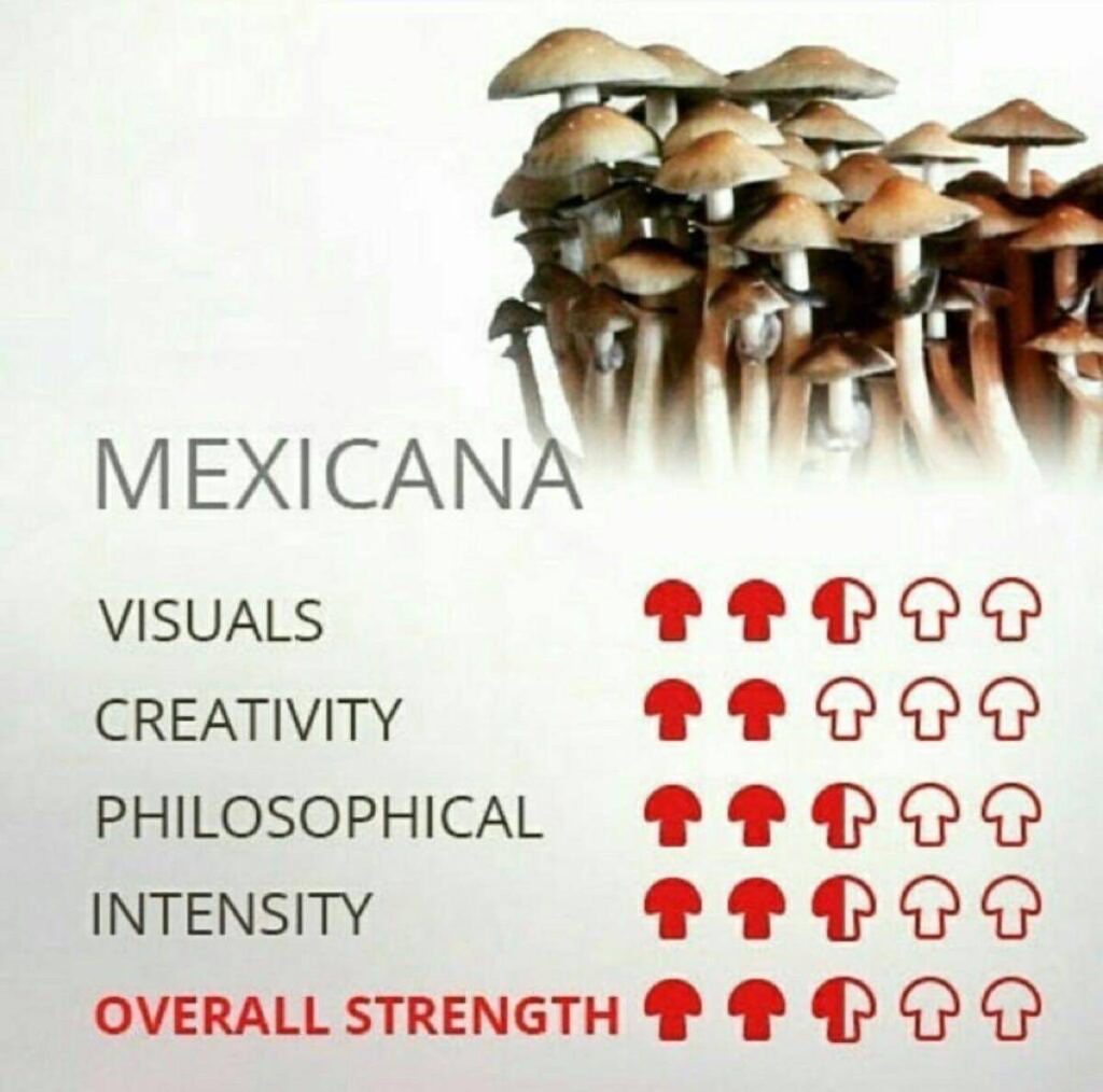 Mexicana shroom