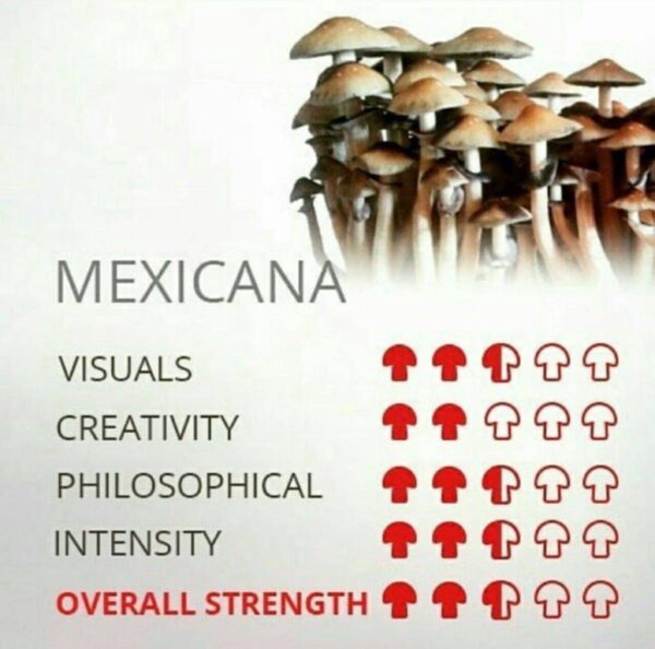 MEXICANA SHROOM🍄