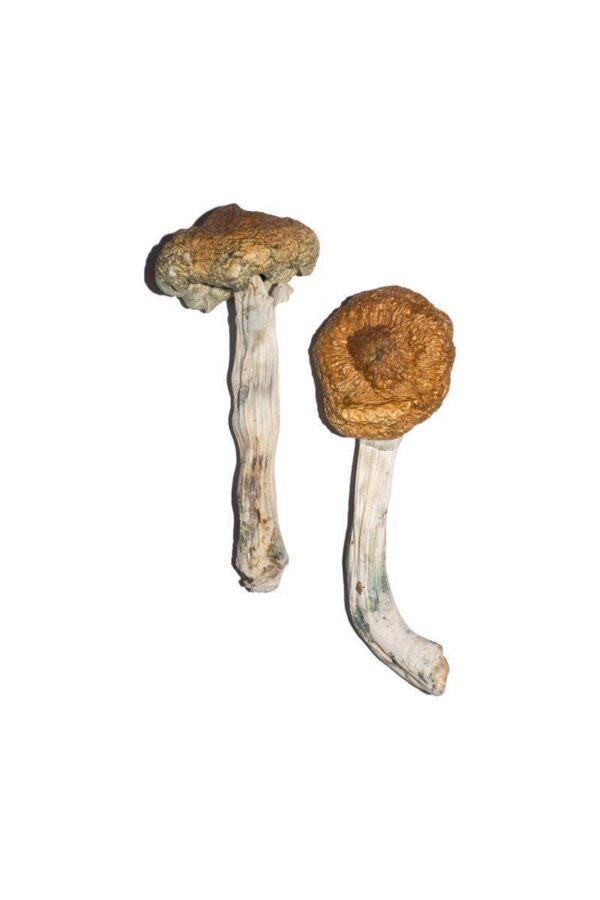 VIETNAM SHROOM🍄 - Image 3