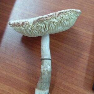 Vietnam magic Shroom