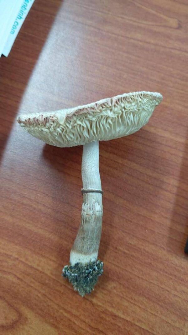 Vietnam magic Shroom