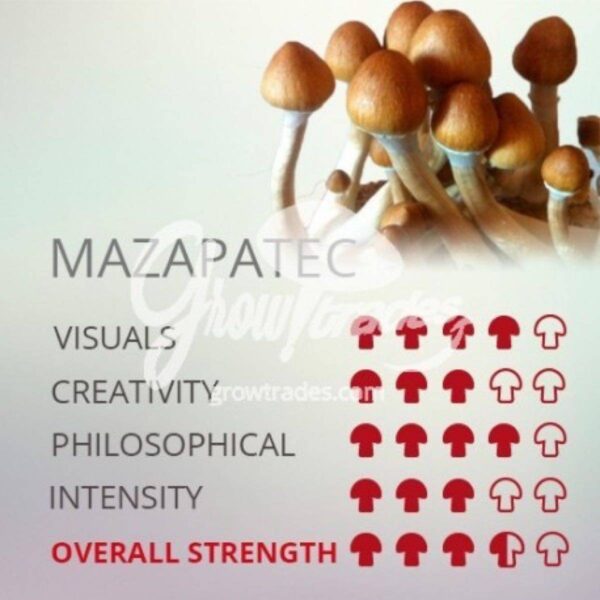 MAZAPATEC SHROOM🍄