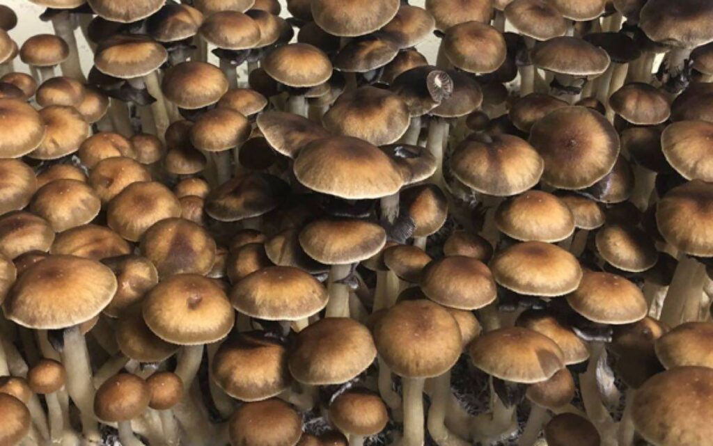 Z-STRAIN SHROOM