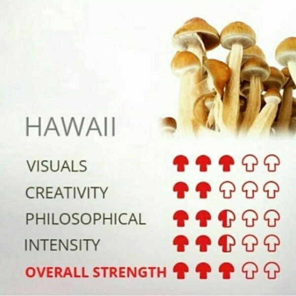 HAWAII SHROOM🍄