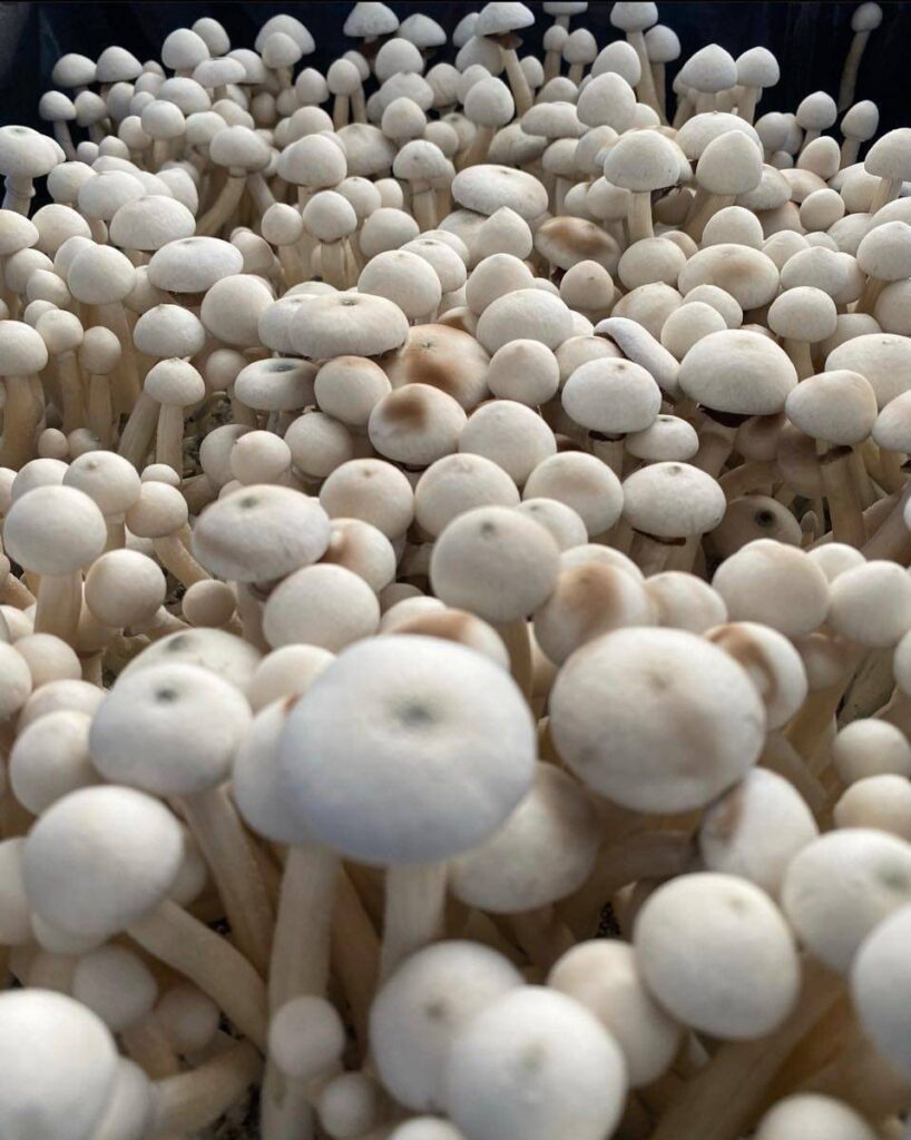 AVERY'S ALBINO SHROOM