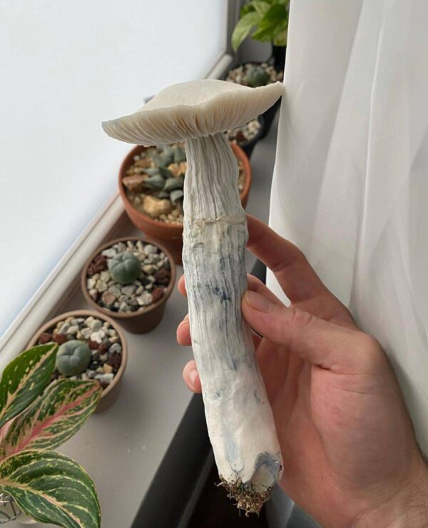 AVERY'S ALBINO SHROOM🍄(𝐩𝐬𝐢𝐥𝗼𝐜𝐲𝐛𝐞 𝐜𝐮𝐛𝐞𝐧𝐬𝐢𝐬 𝐀+ 𝐬𝐭𝐫𝐚𝐢𝐧) - Image 3