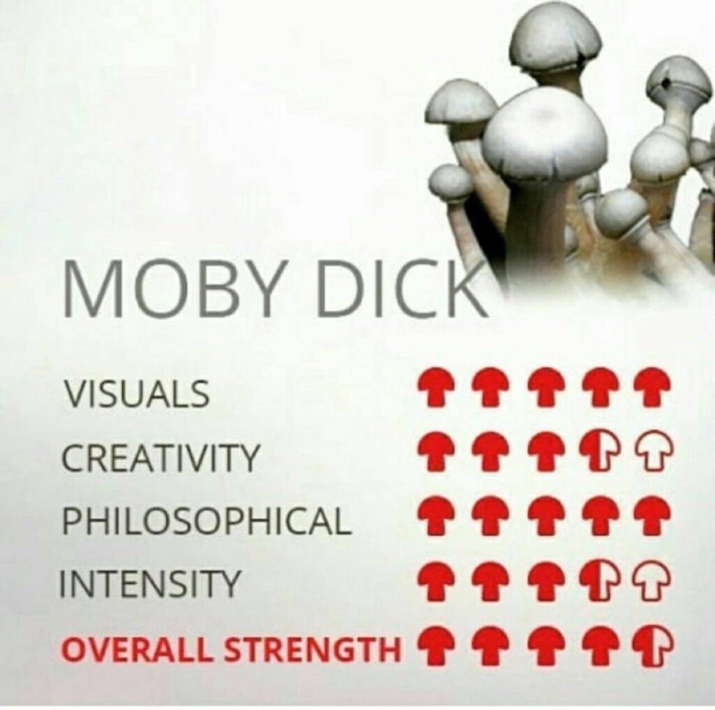 Moby Dick shroom