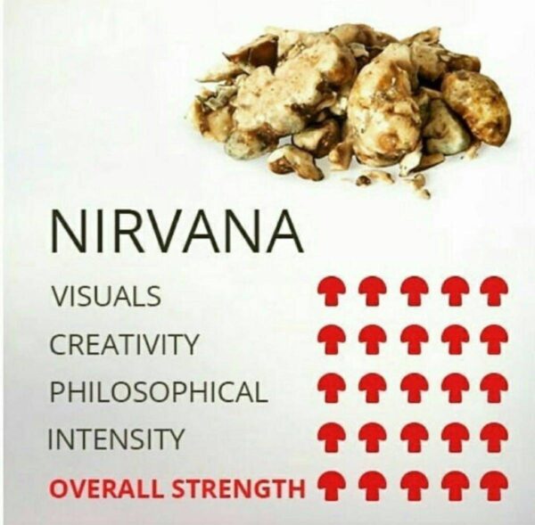 NIRVANA SHROOM🍄