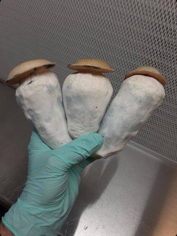 PAJARITOS SHROOM🍄 - Image 2