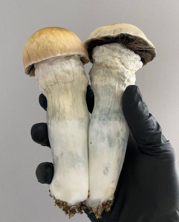 PAJARITOS SHROOM🍄 - Image 7