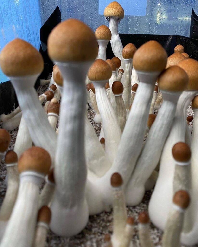 BLUE MEANIES SHROOM
