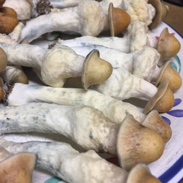 PENIS ENVY SHROOM 🍄 - Image 13